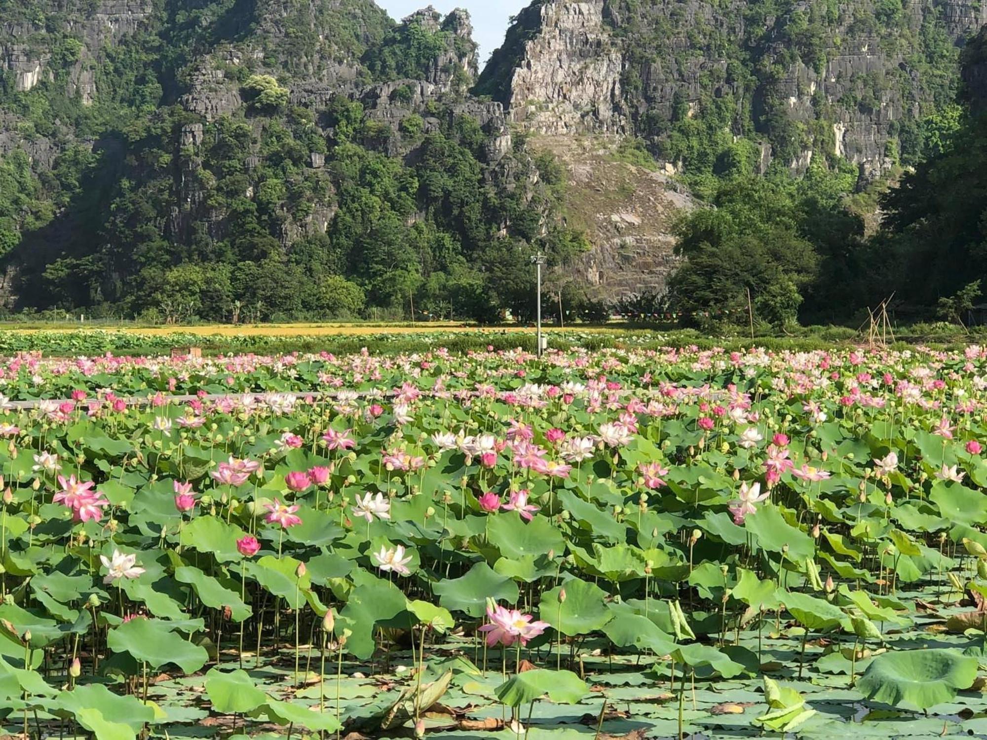 Tam Coc - Thanh Homestay Ninh Binh Exterior photo